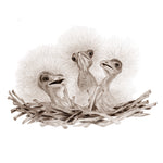 Load image into Gallery viewer, Sarah Prince - A 123 of Baby Birds