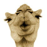 Load image into Gallery viewer, Sarah Prince - The Good Things About Grandmas!