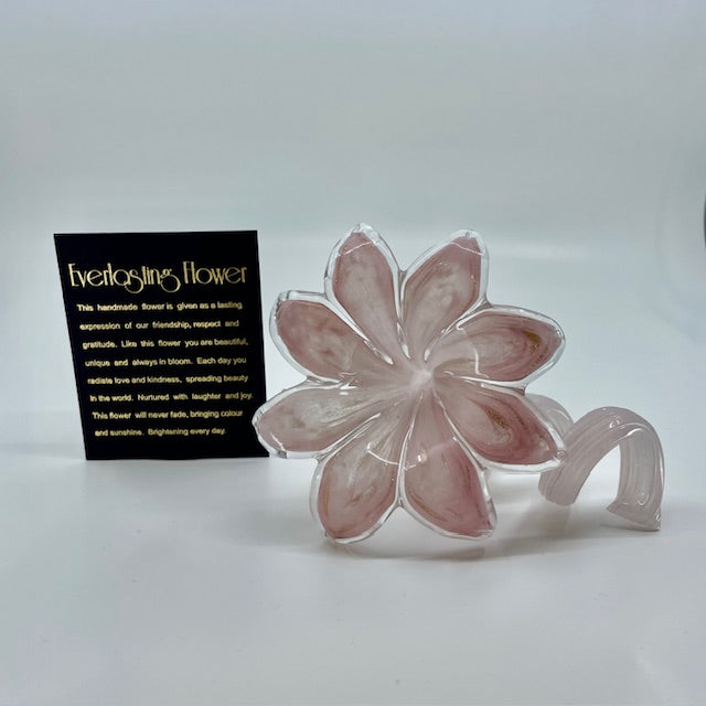 Glass Everlasting Flower - Pink