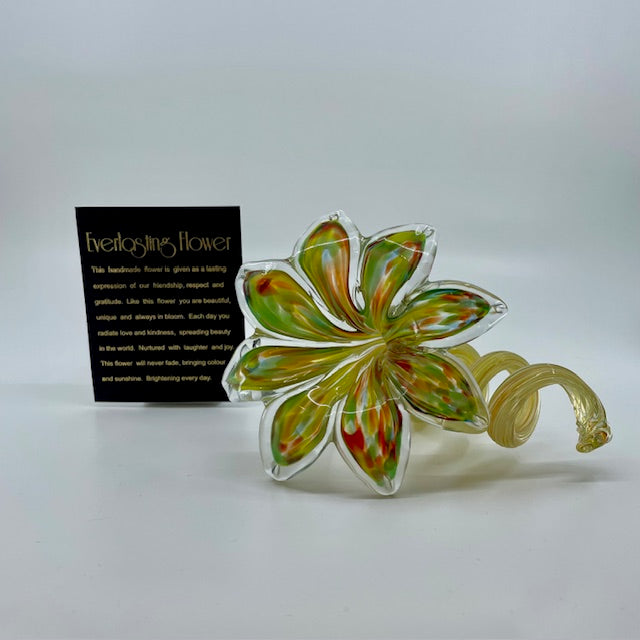 Glass Everlasting Flower - Multicolour