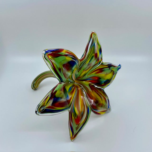 Large Glass Everlasting Flower - Multi Colour