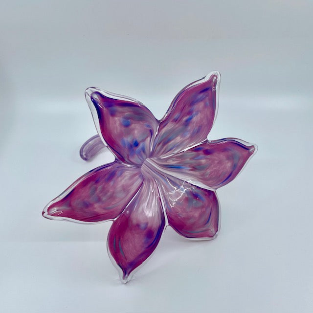 Large Glass Everlasting Flower - Pink & Blue